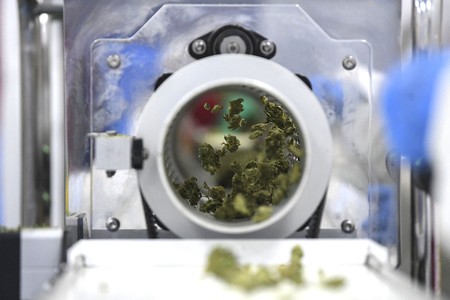 Producción de marihuana medicinal en Nueva Helvecia (archivo, abril de 2019).
· Foto: Pablo Porciúncula, AFP. Producción de marihuana medicinal en Nueva Helvecia (archivo, abril de 2019).
· Foto: Pablo Porciúncula, AFP.