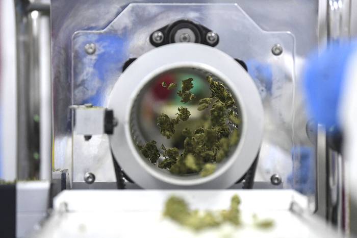 Producción de marihuana medicinal en Nueva Helvecia (archivo, abril de 2019).
 · Foto: Pablo Porciúncula, AFP.
