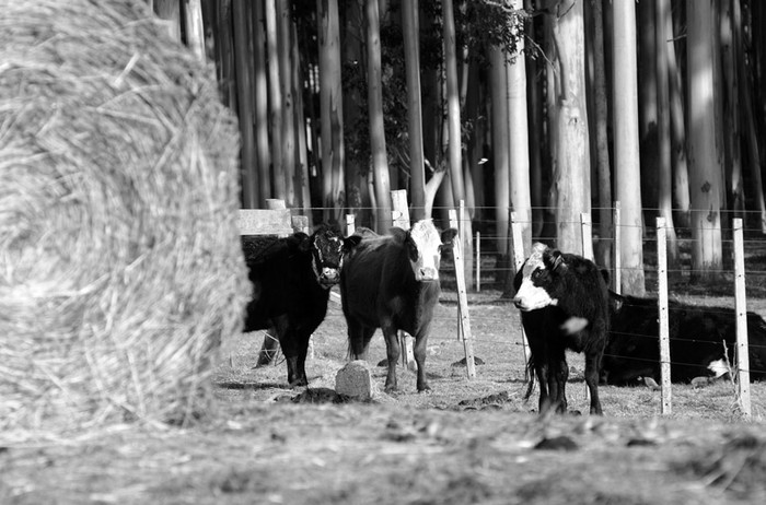 Establecimiento agropecuario en la zona de Alférez, departamento de Rocha. (archivo, julio de 2012) · Foto: Sandro Pereyra