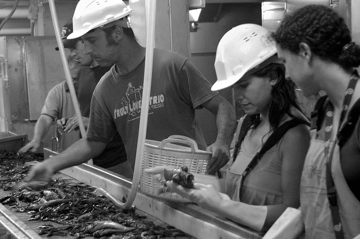 Álvaro Carranza, Paula Franco y Camila de Mello, investigadores integrantes de la tripulación del buque, identifican especies.  · Foto: Vicente Alfageme