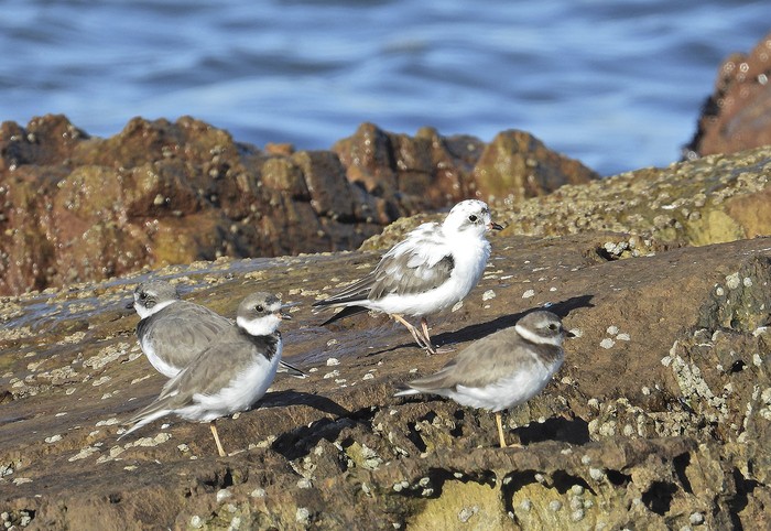 Blanquito junto a otros ejemplares de chorlito palmado sin leucismo. Foto: Gentileza de Gonzalo Millacet y Alejandra Pons