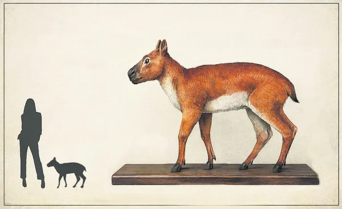 Posible reconstrucción de _Oligopterna orientalis_ basada en ilustración de proterotérido de Edu Sganga