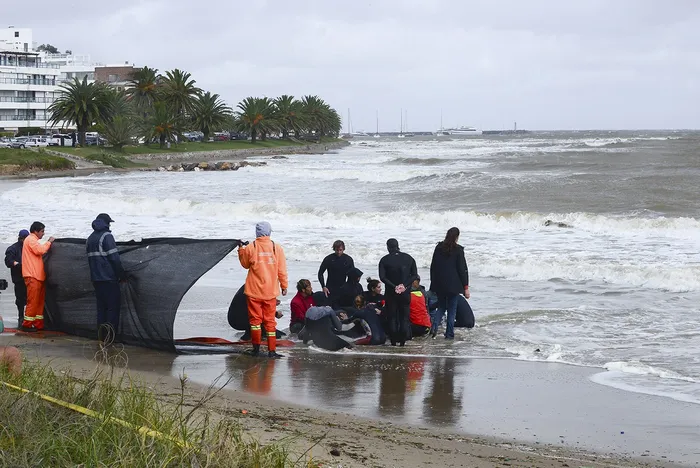 Orca varada en la playa Mansa de Punta del Este, el 27 de abril. · Foto: Natalia Ayala