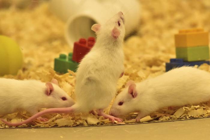 Ratas en el laboratorio de la Facultad de Ciencias. · Foto: Federico Gutiérrez