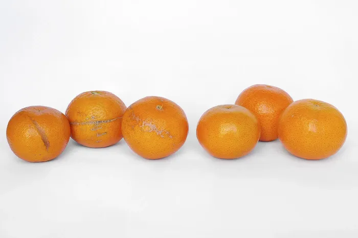 Mandarinas subóptimas y óptimas. Foto: Martín Hernández