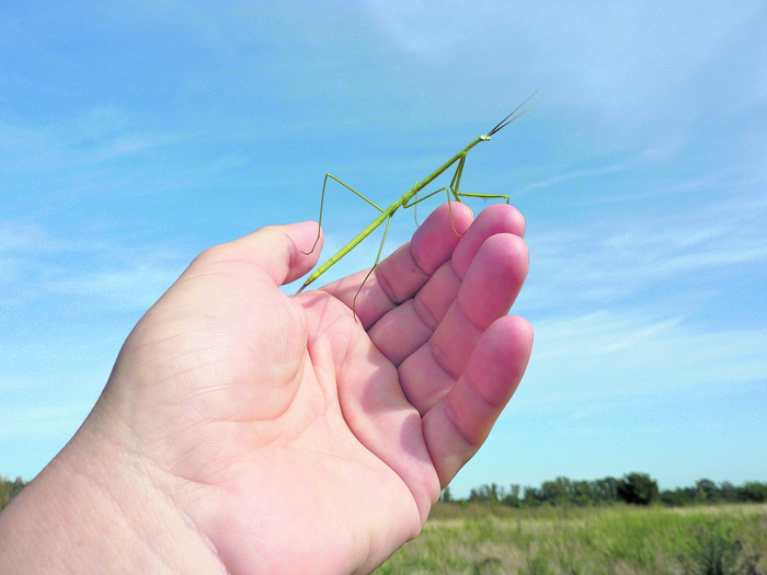 Mantis _Brunneria subaptera_. Foto: sergito0165 (Inaturalist)