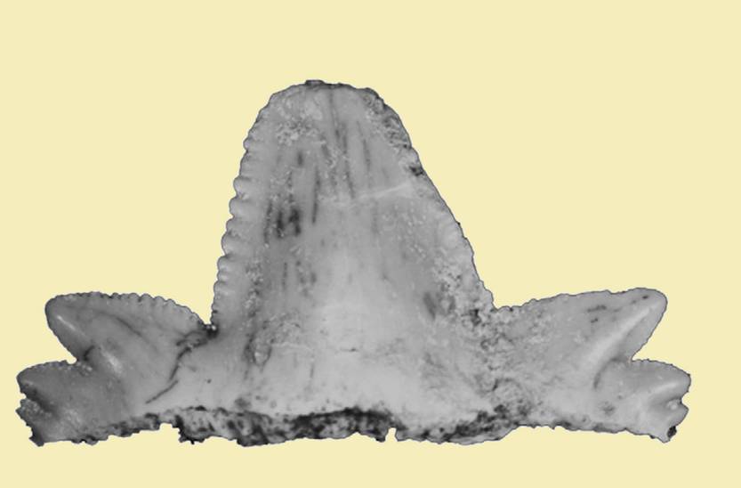 20251101 cie p14-15f4