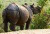 Rhinoceros unicornis, antes abundante en China. Foto: Petrusvd (Inaturalist)
Rhinoceros unicornis, antes abundante en China. Foto: Petrusvd (Inaturalist)
