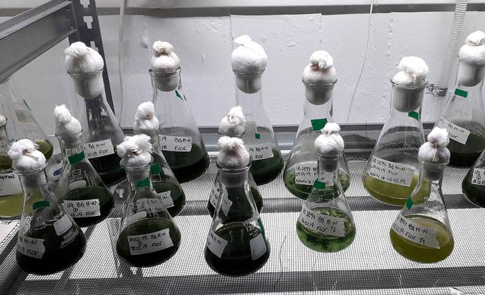 Cultivo de cianobacterias en el Instituto de Ecología y Ciencias Ambientales (IECA) de Facultad de Ciencias. · Foto: Leo Lagos