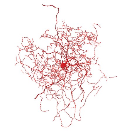 Reconstrucción digital de la nueva neurona del cerebro humano.
Foto: Tamás Lab, Universiad de Szeged
Reconstrucción digital de la nueva neurona del cerebro humano.
Foto: Tamás Lab, Universiad de Szeged