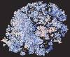 Mapa de genes. Foto: Thomas Stoeger, Northwestern University Mapa de genes. Foto: Thomas Stoeger, Northwestern University