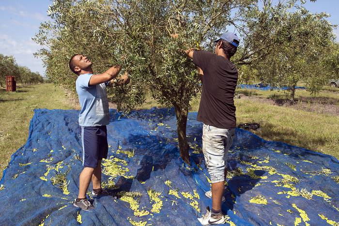 Cosecha de olivares, ayer, en Casupá, Florida. · Foto: Marcelo Ruiz