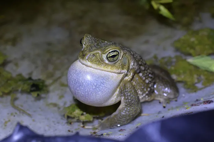 Sapo común (Rhinella arenarum) en Melilla. Foto: Raúl Maneyro