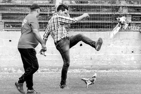 Dos gallinas pintadas de verde lanzadas a la cancha del Parque Capurro, desde la hinchada de Fénix, antes del partido con Racing. Foto: Mauricio Castillo Dos gallinas pintadas de verde lanzadas a la cancha del Parque Capurro, desde la hinchada de Fénix, antes del partido con Racing. Foto: Mauricio Castillo