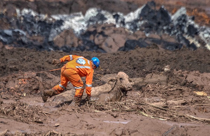 Intento de rescate de una vaca, en la comunidad de Casa Grande, cerca de la ciudad de Brumadinho, estado de Minas Gerais.
 · Foto: Mauro Pimentel, AFP