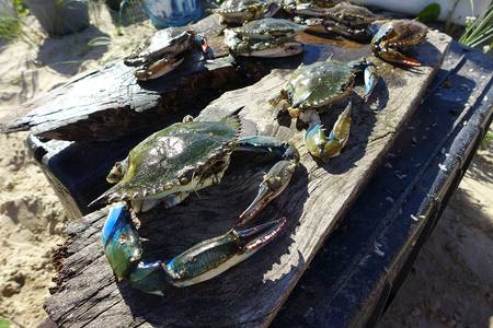 Cangrejos sirí, en la Barra de Valizas (archivo, diciembre de 2018).
· Foto: Iván Franco Cangrejos sirí, en la Barra de Valizas (archivo, diciembre de 2018).
· Foto: Iván Franco