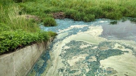 Agua de campos agrícolas corriendo hacia un lago eutrofizado en Minnesota.
Foto: John A. Downing, Minnesota Sea Grant
Agua de campos agrícolas corriendo hacia un lago eutrofizado en Minnesota.
Foto: John A. Downing, Minnesota Sea Grant