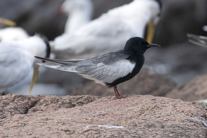 Gaviotín ala blanca registrado en Maldonado. · Foto: Ignacio Ferreira