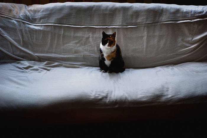 Foto principal del artículo 'Me regalaron un gato: ¿me regalás un sillón?' · Foto: Ricardo Antúnez