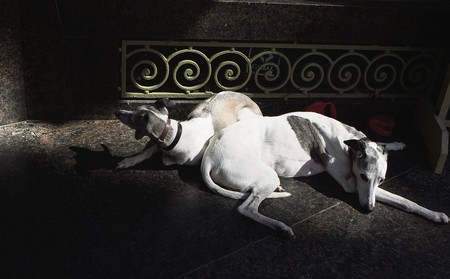 Foto principal del artículo '¿Por qué rompen todo cuando están solos?' · Foto: Iván Franco Foto principal del artículo '¿Por qué rompen todo cuando están solos?' · Foto: Iván Franco
