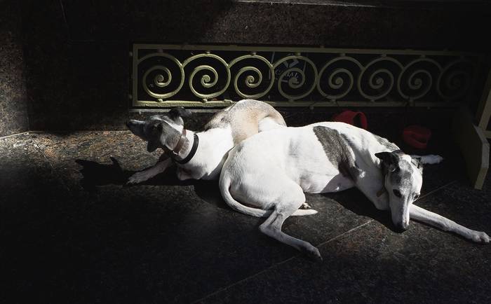Foto principal del artículo '¿Por qué los perros rompen todo cuando están solos?' · Foto: Iván Franco