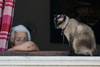 Foto principal del artículo 'Los gatos: una vida a los estirones' · Foto: Santiago Mazzarovich / adhocFOTOS Foto principal del artículo 'Los gatos: una vida a los estirones' · Foto: Santiago Mazzarovich / adhocFOTOS