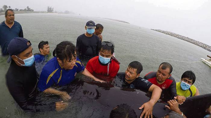Voluntarios de ThaiWhales y veterinarios marinos, con una ballena enferma, el 28 de mayo, en la zona costera del sur de Tailandia.
 · Foto: Thaiwhales
