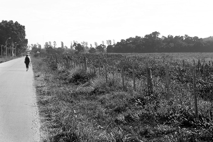 Plantación de soja en una zona rural de Montevideo. Foto: Iván Franco (archivo, abril de 2013)