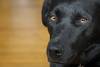 Labrador retriever. · Foto: pxhere.com Labrador retriever. · Foto: pxhere.com