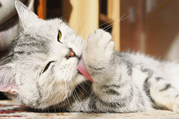 Foto principal del artículo 'Los gatos y su higiene: una relación intensa' · Foto: s/d de autor