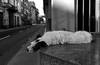 Foto principal del artículo '¿Cómo reaccionan perros y gatos ante la pérdida de un ser querido?' Foto principal del artículo '¿Cómo reaccionan perros y gatos ante la pérdida de un ser querido?'