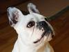 Bulldog francés. Foto: Pxhere Bulldog francés. Foto: Pxhere