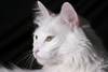 Gato de angora. · Foto: pxhere.com Gato de angora. · Foto: pxhere.com