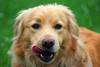 Golden Retriever. · Foto: pxhere.com Golden Retriever. · Foto: pxhere.com