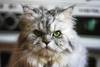 Foto principal del artículo 'Ningún truco de mago: el gato persa' · Foto: pxhere.com Foto principal del artículo 'Ningún truco de mago: el gato persa' · Foto: pxhere.com