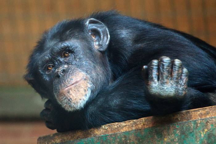 Foto principal del artículo 'El primo lejano: el chimpancé' · Foto: pxhere.com 