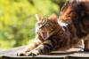 Foto principal del artículo 'Gatos y perros: son todos los que están' · Foto: pxhere.com Foto principal del artículo 'Gatos y perros: son todos los que están' · Foto: pxhere.com