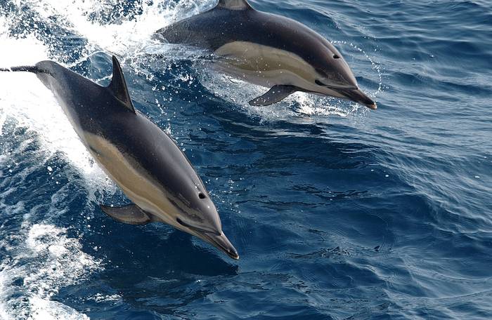 Foto principal del artículo 'Einstein acuático: el delfín' · Foto: pxhere.com 