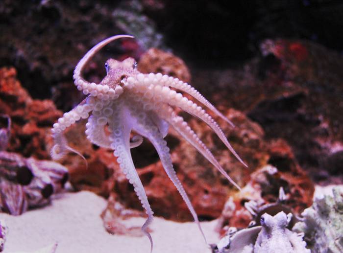Foto principal del artículo 'Doctor Octopus' · Foto: pxhere.com 