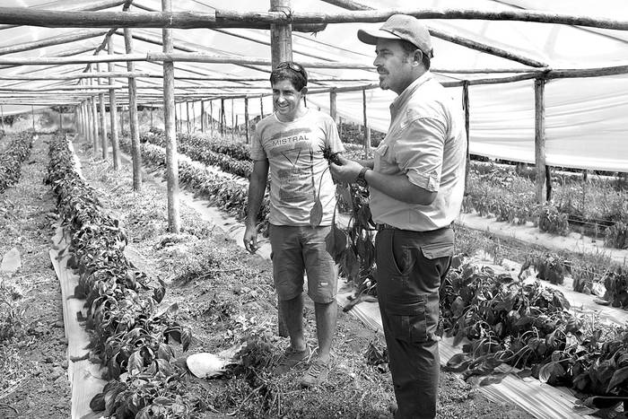 Eduardo Casanova y Matías Carámbula, en uno de los invernaderos contaminados, el lunes, en La Armonía, Canelones. Foto: Pablo Vignali