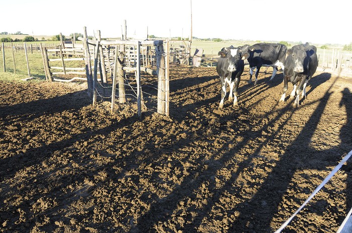 Establecimiento rural en Canelones (archivo, abril de 2015).
 · Foto: Sandro Pereyra