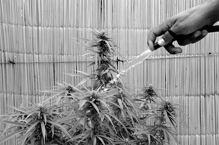 Planta de cannabis. / Foto: Nicolás Celaya (archivo, febrero de 2011)