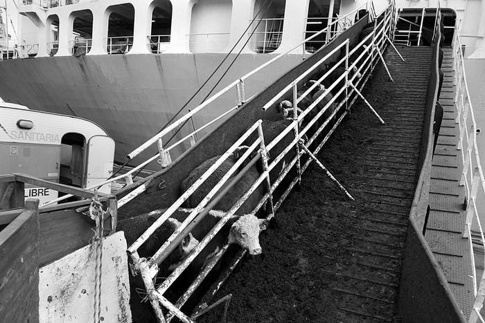 Carga de 20.000 cabezas de ganado en pie en el puerto de Montevideo, con destino a Egipto. / Foto: Pedro Rincón (archivo, mayo de 2014)