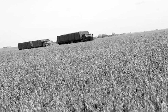 Plantación de soja en la ruta 2, departamento de Soriano.  (archivo, abril de 2013) · Foto: Nicolás Celaya