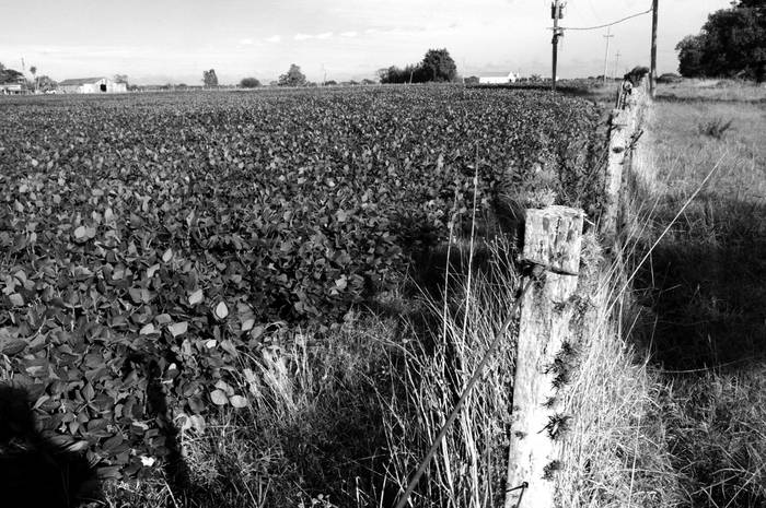Cultivo de soja en Paso Picón. Foto: Sandro Pereyra (archivo, febrero de 2015)