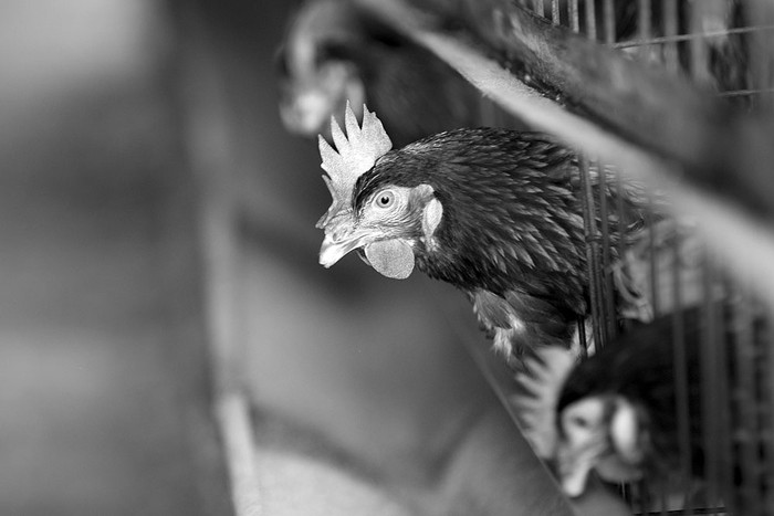 Avícola en el departamento de Treinta y Tres. Foto: Santiago Mazzarovich (archivo, setiembre de 2014)