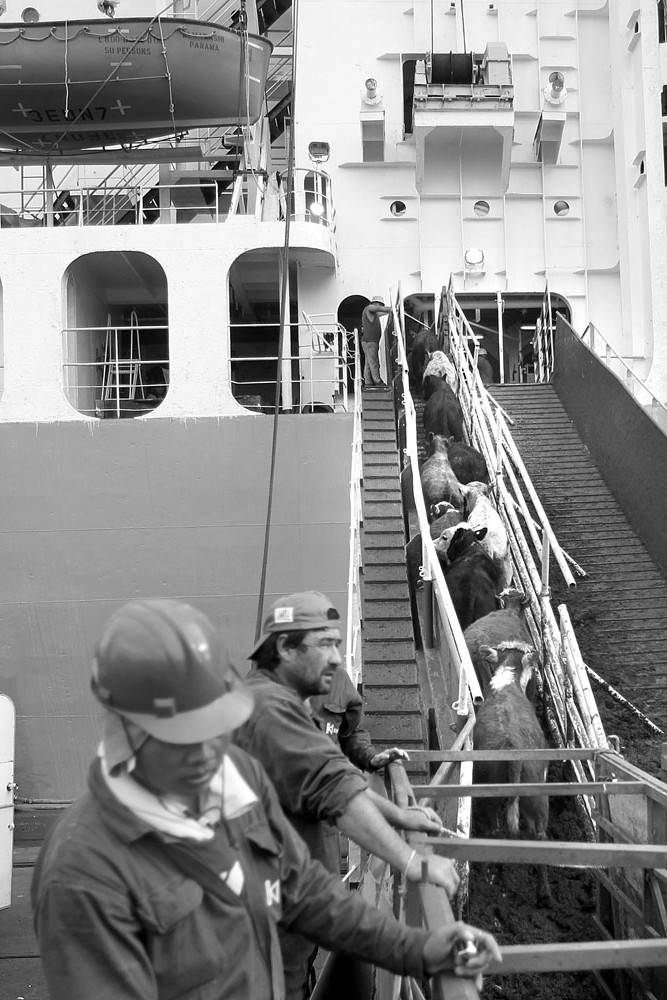 Embarque de ganado en el puerto de Montevideo. Foto: Iván Franco (archivo, mayo de 2014)