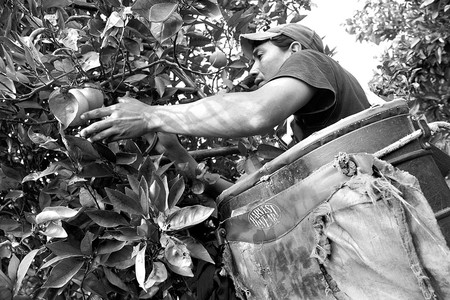 Cosecha de naranjas. Foto: Sandro Pereyra (archivo, agosto de 2010) Cosecha de naranjas. Foto: Sandro Pereyra (archivo, agosto de 2010)