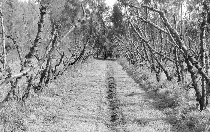 Colonia Valdense. Foto: FAO, s/d de autor
