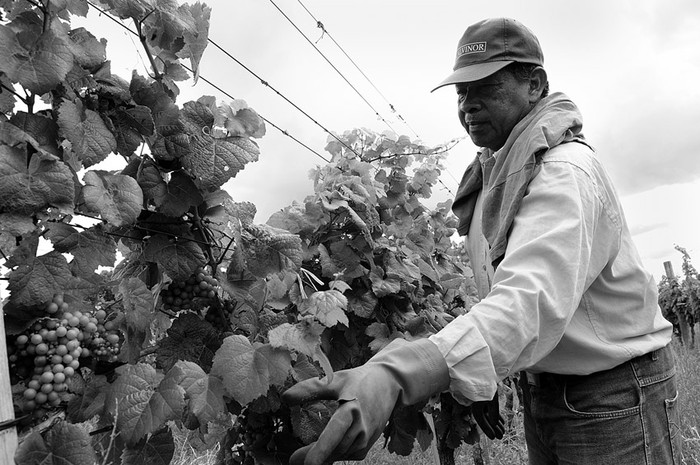 Juan Castillo trabaja levantando ramas en Calvinor.  (archivo, noviembre de 2013) · Foto: Sandro Pereyra